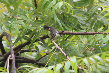 The common tailor bird sitting on green tree branch and cleaning his wings