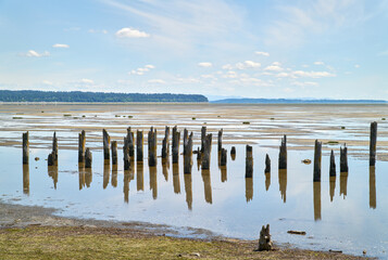 Boundary Bay Mud Flats and Pilings. Old pilings from an oyster processing plant stick out of the...