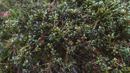 A close-up wide-angle view of a lingonberry (vaccinium vitis-idaea) bush in a taiga conifer forest with small lush leaves and vivid red berries with a northern moss underlay