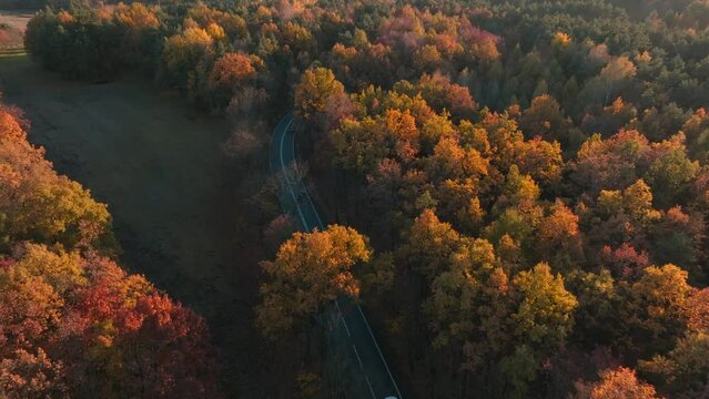 Aerial view of the beautiful autumn forest and the road through the forest. The concept of a forest, autumn trees. Road through the forest from the air, from a drone.