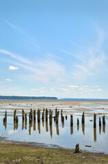 Fototapeta na wymiar Boundary Bay Mud Flats and Pilings vertical. Old pilings from an oyster processing plant stick out of the mud in Boundary Bay Regional Park. Delta, British Columbia