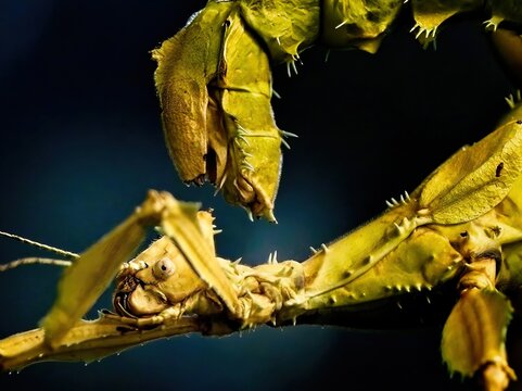 Spiny leaf insect (Extatosoma tiaratum), large species of Australian stick insect,  close-up