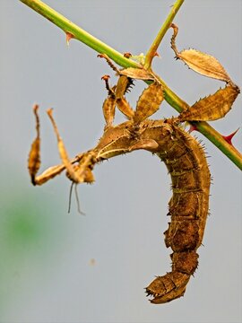 Spiny leaf insect (Extatosoma tiaratum), large species of Australian stick insect,  close-up