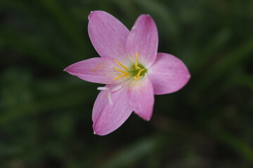 purplish pink lily flower