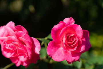 薔薇　あしかがフラワーパーク
