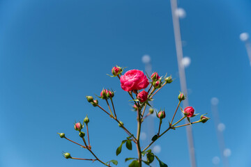 薔薇　あしかがフラワーパーク