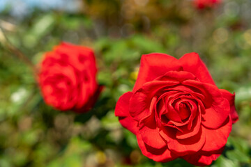 薔薇　あしかがフラワーパーク