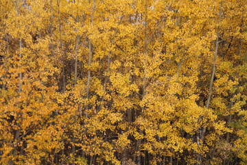 Autumn In The Woods, Elk Island National Park, Alberta