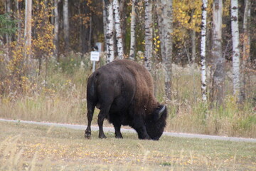 american bison, Elk Island National Park, Alberta