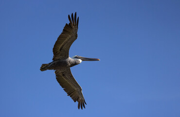 Obraz premium A brown pelican (Pelecanus occidentalis), a common shorebird in Sarasota, Florida, flying overhead