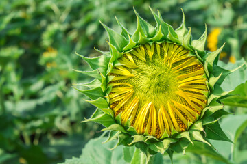 sunflower in green