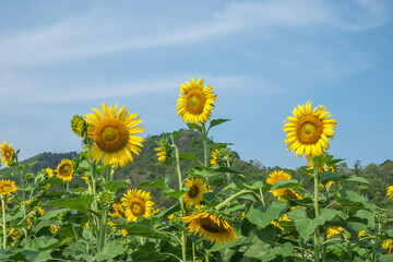 field of sunflowers against sky