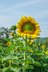 sunflowers in the field