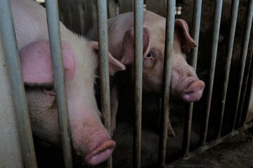 Pig in farm