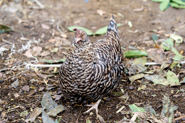 Animals in the countryside. chicken in the farmer's yard.