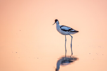 Water bird pied avocet, Recurvirostra avosetta, standing in the water in pink sunset light. The...