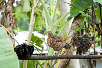 Animals in the countryside. chicken in the farmer's yard.