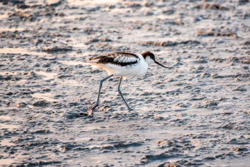 Water bird pied avocet, Recurvirostra avosetta, standing on salt lake shore in pink sunset light. The pied avocet is a large black and white wader with long, upturned beak