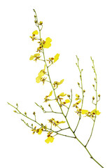 A yellow orchid flower isolated on white