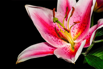 Pink lily flower Isolated on a black background.