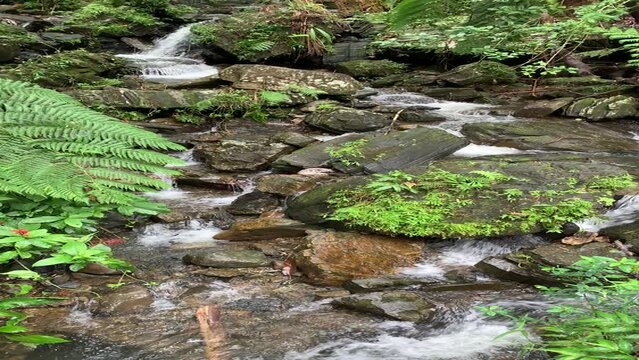 Spectacular roadside waterfalls in El Yunque Rainforest on the island of Puerto Rico, the only tropical rain forest in the United States National Forest System.