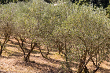 Beautiful summer landscape of Toscana, Italy with mediterranean plants, olive trees and field grasses. Sunny summer or spring day in Italy. Vacation concept.