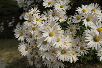 Obraz premium white daisies in a garden