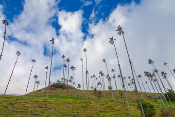 Fototapeta premium wax palm in Salento Quindio and Valle del Cocora Colombia