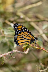 A monarch butterfly on a branch.