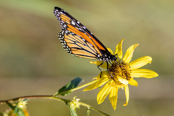 Fototapeta na wymiar Monarch Butterfly on a yellow flower.