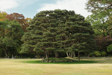 tree in the park