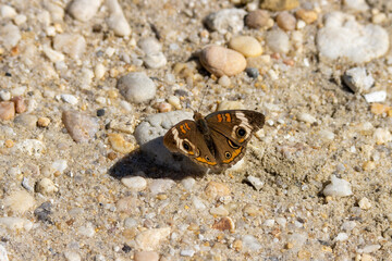 Butterfly on the sand