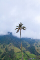 Fototapeta na wymiar wax palm in Salento Quindio and Valle del Cocora Colombia