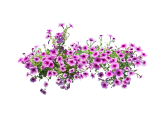 Bouquet, Bunch, shrub of flowers. Rose periwinkle. primrose. (red, pink) Rose Four o'clock Flower. (png) Colorful flowers, primula vulgaris are blooming. On white background.