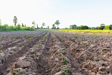 Young cassava in farmland,selective focus.