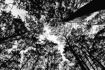 View under the tree in forest,dark tone.