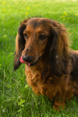 Red long haired dachshund dog on green grass on summer time