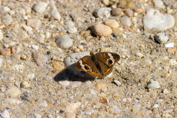 Common buckeye butterfly rests on the rocky sand