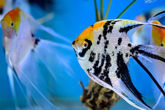 Close up of angelfish is swimming under sea for hunting food