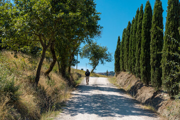 Man walking along via Francigena mud road with cypress trees on the both sides of the track. ...