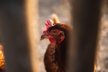 A hen and a rooster walking around on a bare field during daytime