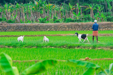 Goats in Paddy feild