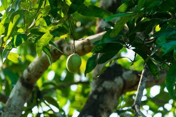 Mango fruit