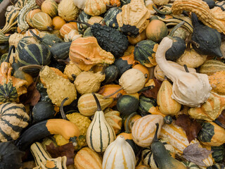 A pile of gourds in the autumn
