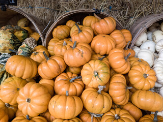 A pile of mini pumpkins