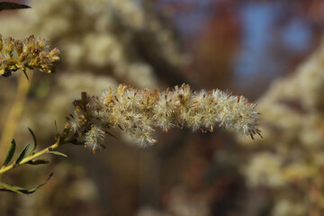 Close-up of the fluffy seeds of a tall goldenrod in the autumn.  These tall flowers bloom in late summer and early fall, and then go to seed. 