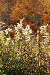 Tall goldenrod flowers (Solidago altissima) gone to seed in the autumn.  Tree leaves changing orange can be seen in the background. 