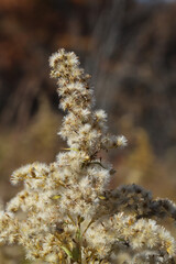 Close up of a the fluffy pappus of tall goldenrod (Salidago altissima) flowers that have gone to seed. 