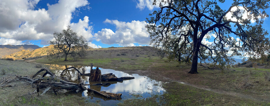 Panorama of Seasonal Pond with Valley Oaks at Chumash Park, Simi Valley, California
