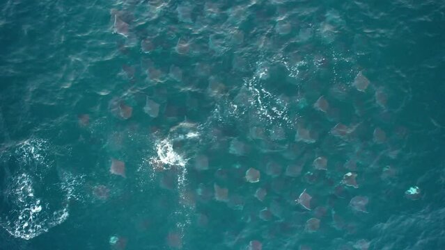 Aerial view above a pack of breaching Mobula Rays, in Mexico - top down, drone shot